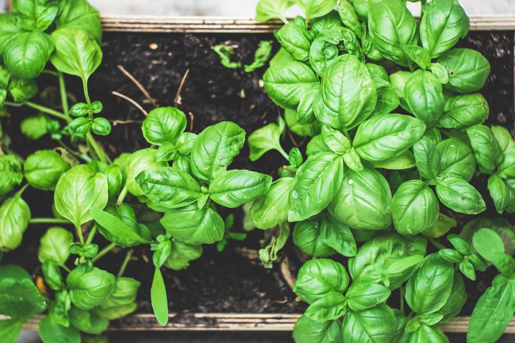 Basil Growing in Plant Pot