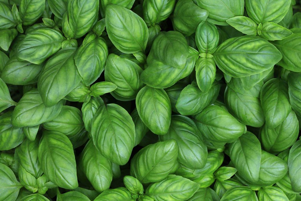 Photograph of lots of Basil Leaves