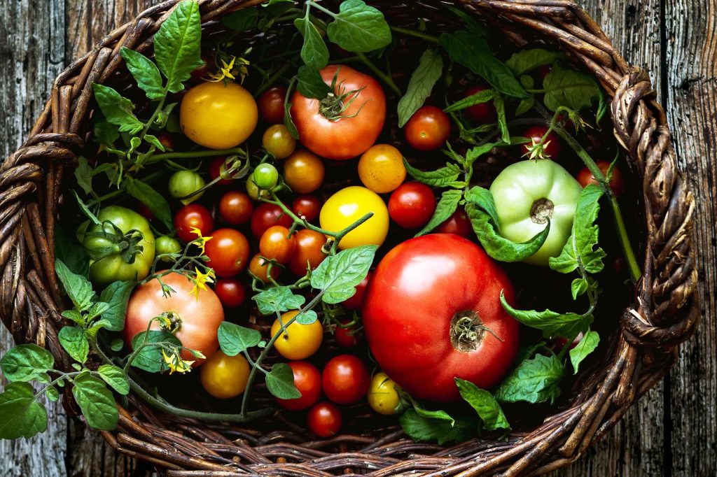 Tomatoes in basket